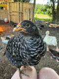 Hens