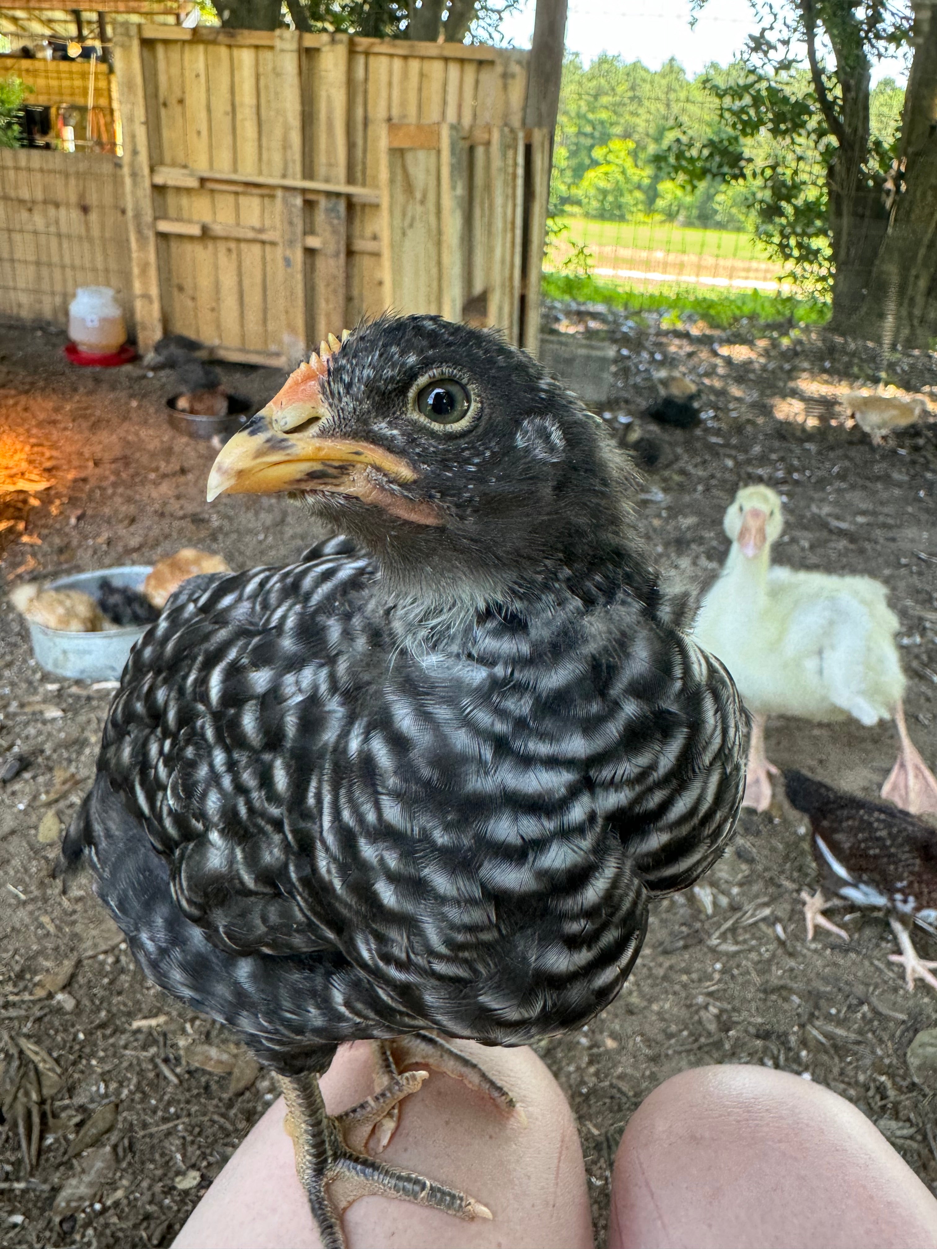 Hens