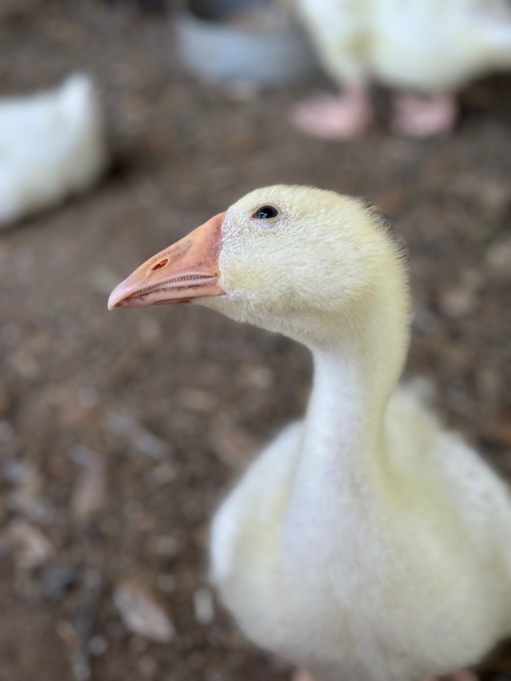 Goose Eggs