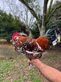 Roosters