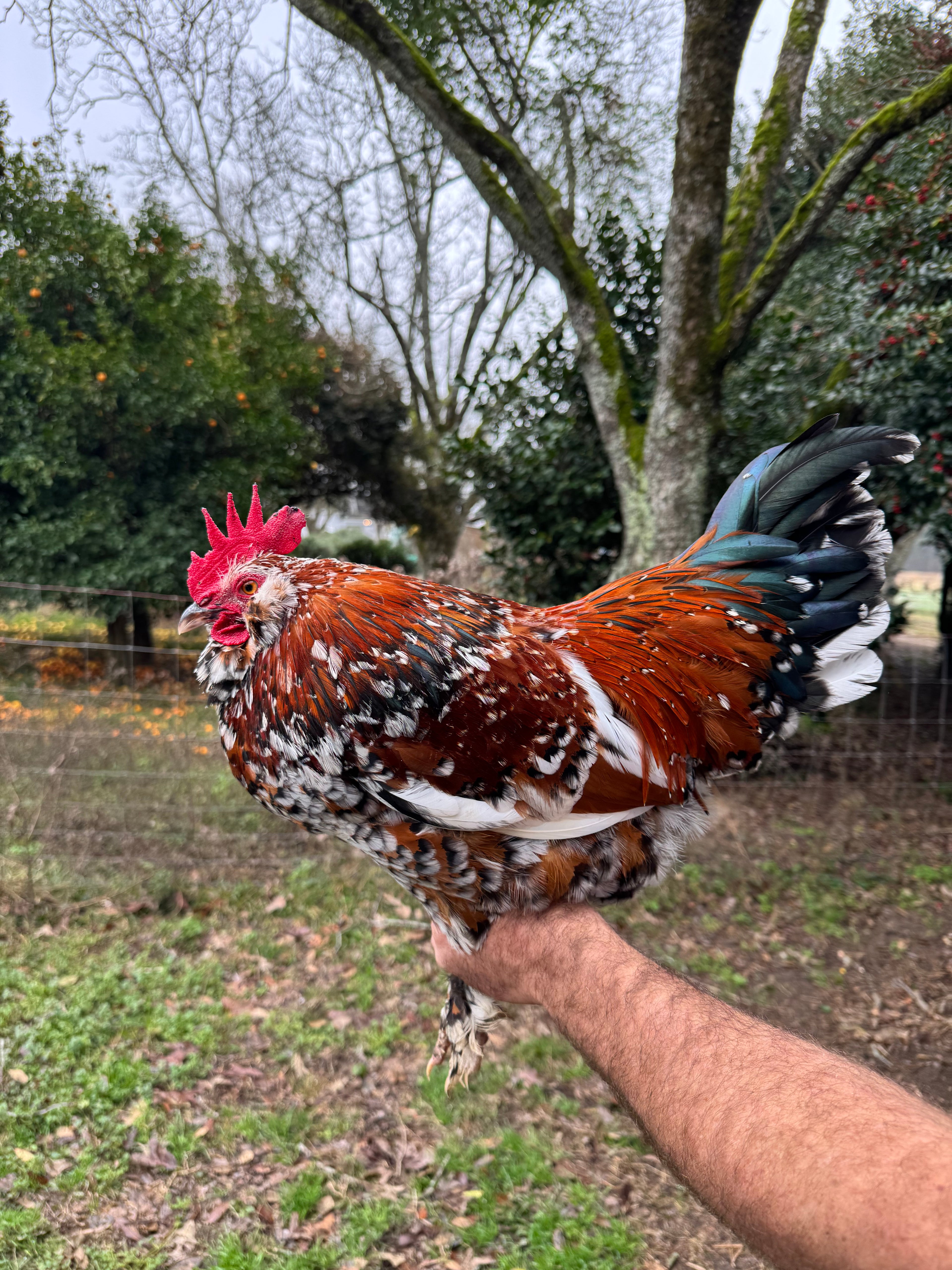 Roosters