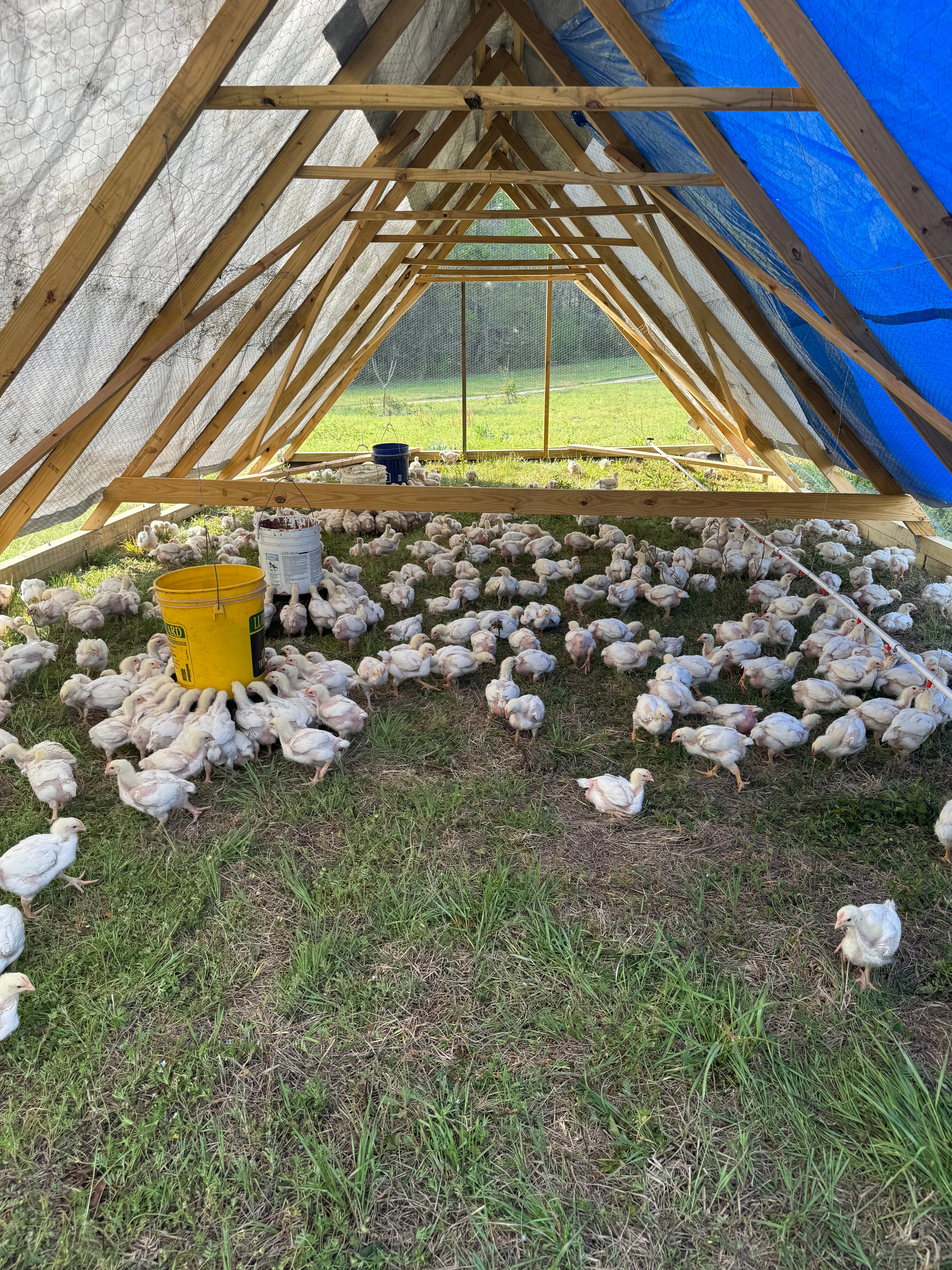 Whole Chicken - Pasture Raised