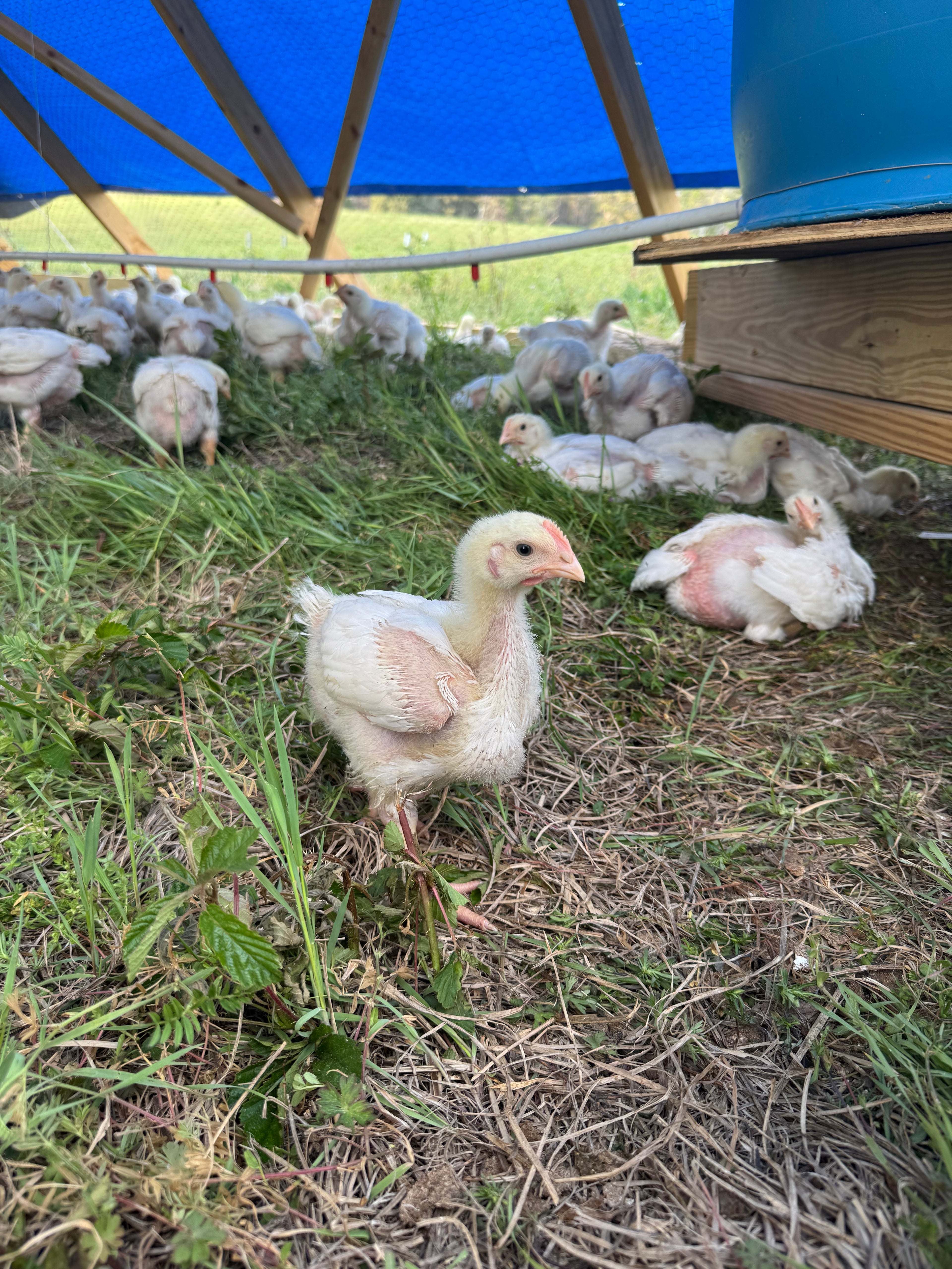 Whole Chicken - Pasture Raised